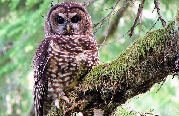 ../../_images/spotted_owl.jpg