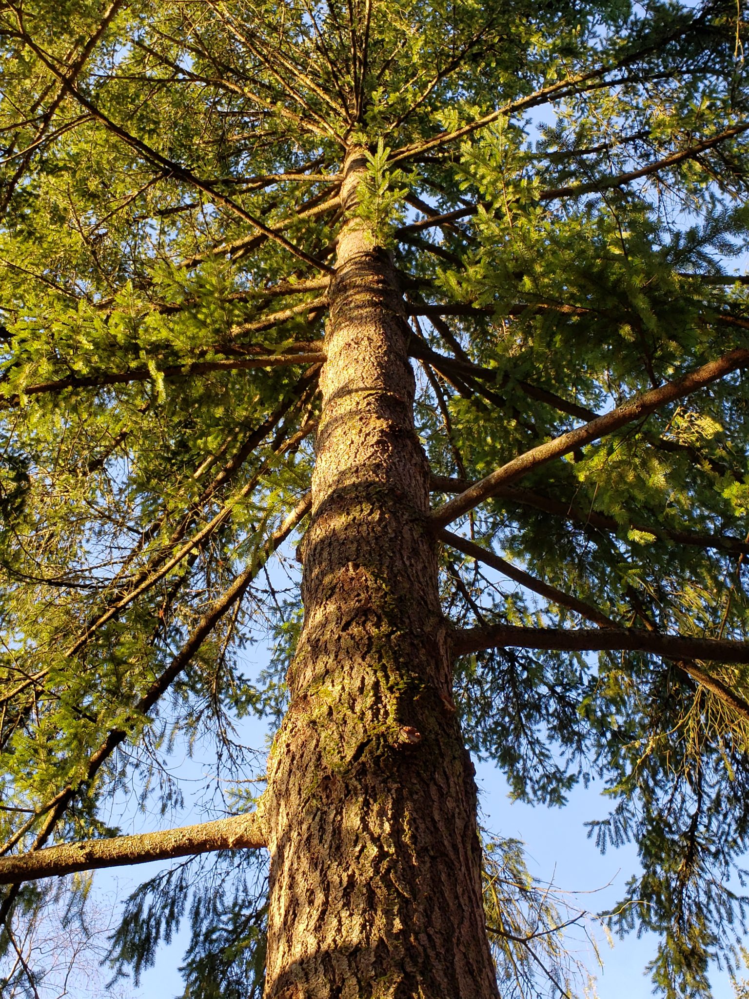 trees